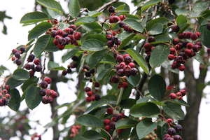 Amelanchier-alnifolia-Northline-marjat-marjatuomipihlaja-saskatoon