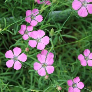 Dianthus-pavonius-purppuraneilikka