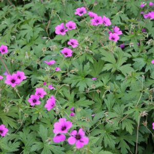 Geranium-Patricia-jalokurjenpolvi
