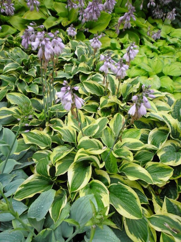 Hosta-Pilgrim-kuunlilja