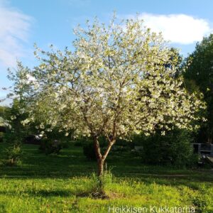 Kirsikkapuu-huvimaja