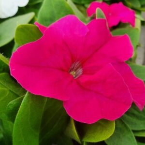 petunia-pinkki-1-600x450