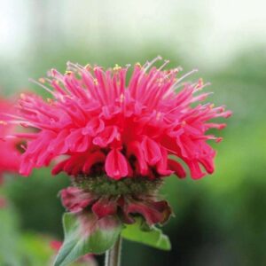 Vaeriminttu-Monarda-Bee-Happy