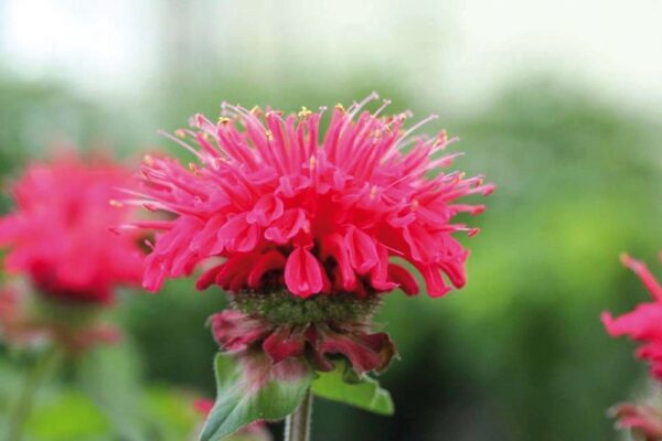 Vaeriminttu-Monarda-Bee-Happy