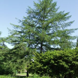 Larix-puu-lehtikuusi