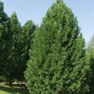Pinus-cembra-Sembramanty