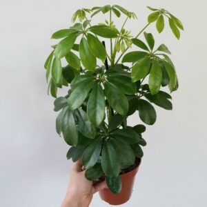 Siroliuska-aralia-schefflera