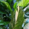 Viirivehka-spathiphyllum-variegata