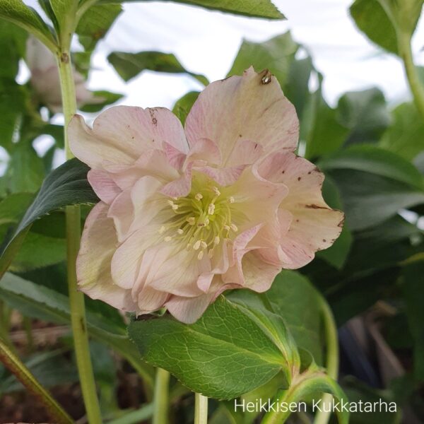 Jouluruusu-Helleborus-Ellen-Pink