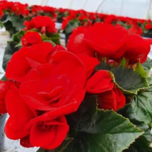 Ruusubegonia-punainen