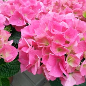Hortensia-vp