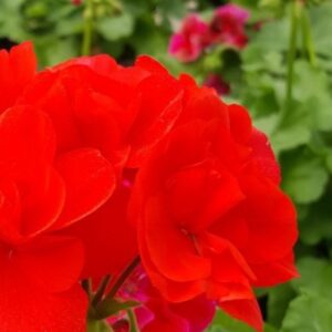 pelargoni-punainen-2-1-600x713-2