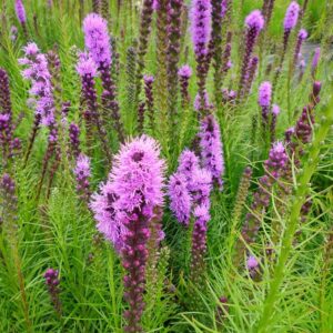 Liatris-spicata-Floristan-Violet-punatahka
