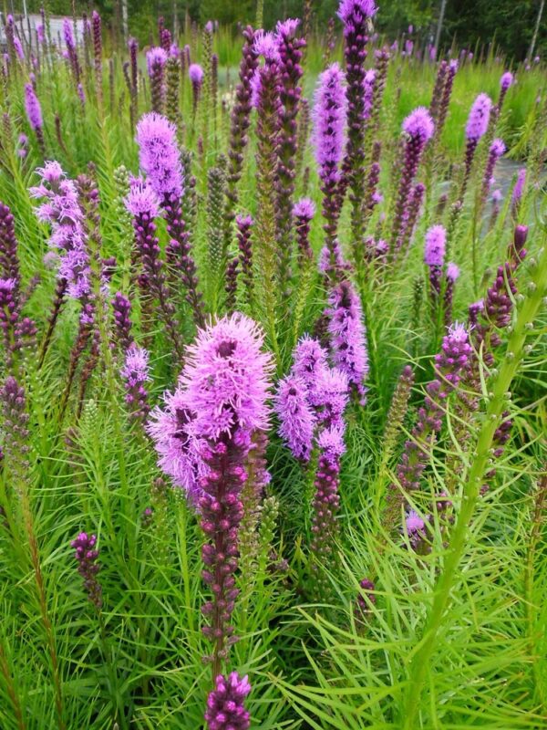 Liatris-spicata-Floristan-Violet-punatahka