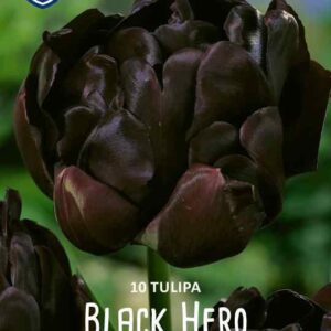 Tulip-Black-Hero-tulppaani