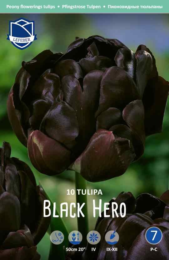 Tulip-Black-Hero-tulppaani