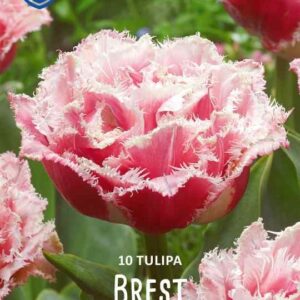 Tulip-Brest-tulppaani