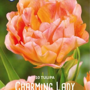 Tulip-Charming-Lady-tulppaani