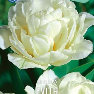 Tulip-Evita-tulppaani
