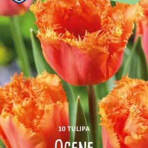 Tulip-Ogene-tulppaani