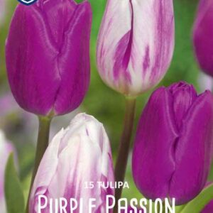 Tulip-Purple-Passion-tulppaani