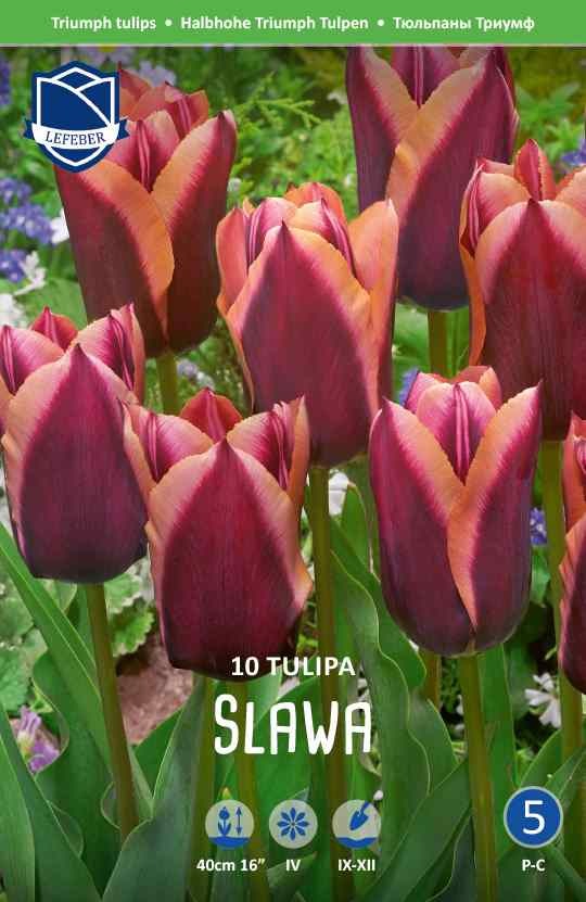 Tulip-Slawa-tulppaani