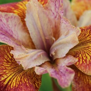 20150609-Iris-sibirica-Paprikash-15