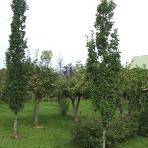 Quercus-robur-Fastigiata-ER