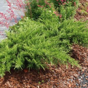 Juniperus-sabina-6-7-04-ER
