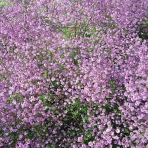 thalictrum-delavayi-hewitts-double-600x800