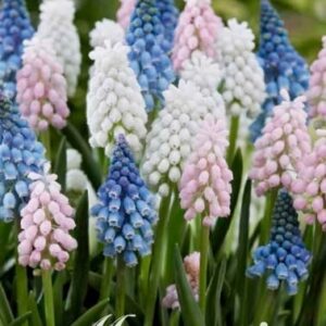 Helmililja-muscari-mix