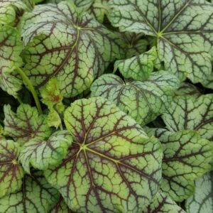 Heuchera-keijunkukka-green-spice