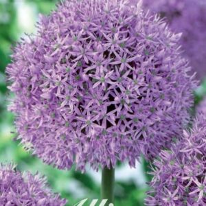 Jattilaukka-Allium-Gladiator