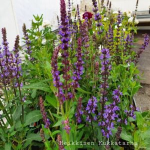 Loistosalvia-salvia-blue-queen