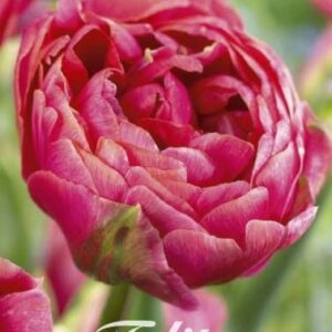 Tulppaani-amazin-grace