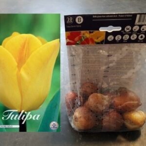 tulppaani-strong-gold