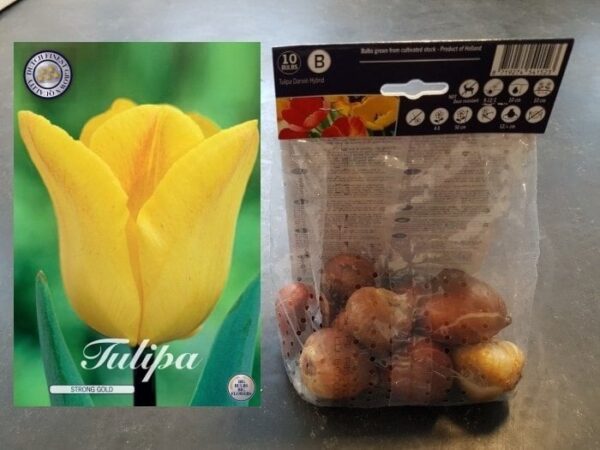 tulppaani-strong-gold