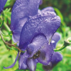 Aconitum-napellus-Aitoukonhattu