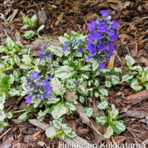 Akankaali-princess-leia-ajuga