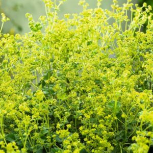 Alchemilla-erythropoda-reunuspoimulehti