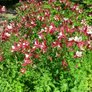 Aquilegia-Cultorum-ryhma-Jaloakileija