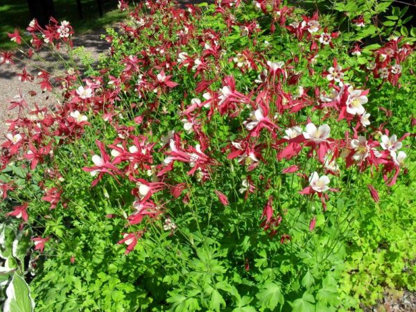 Aquilegia-Cultorum-ryhma-Jaloakileija