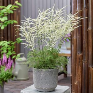 Aruncus-Silver-Filigree-toyhtoangervo