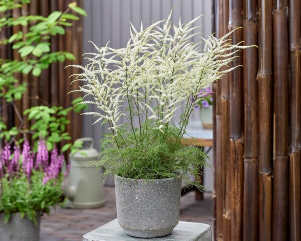 Aruncus-Silver-Filigree-toyhtoangervo