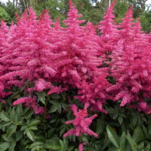 Astilbe-Big-Band