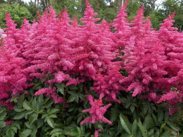 Astilbe-Big-Band