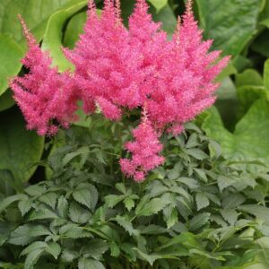 Astilbe-Drum-and-Bass