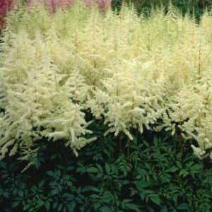 Astilbe-Ellie-japaninjaloangervo