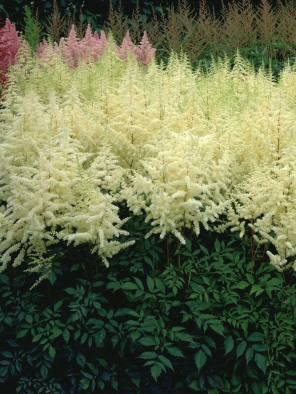 Astilbe-Ellie-japaninjaloangervo