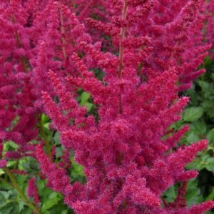 Astilbe-Hot-Pearls